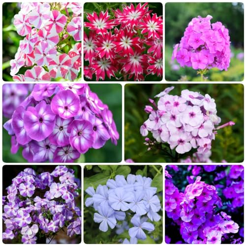 30 pcs phlox stauden bodendecker winterhart mehrjährig samen - flowers pflanzensamen wildblumenwiese saatgut mehrjährig,Phlox drummondii, pflanztopf büropflanzen balkonblumen ausgefallene