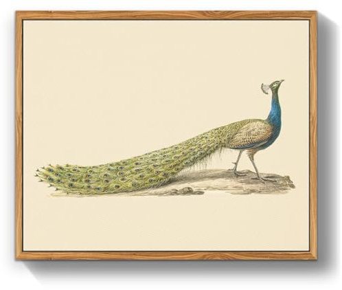 MHARTK66 Quadri Vintage Uccello Soggiorno con Cornice Legno, 30x40 cm Stampe da Parete Pavone Blu Animale Illustrazione, Quadro Camera da Letto Su Tela Decorazioni Parete Desktop Arte Bagno Ufficio