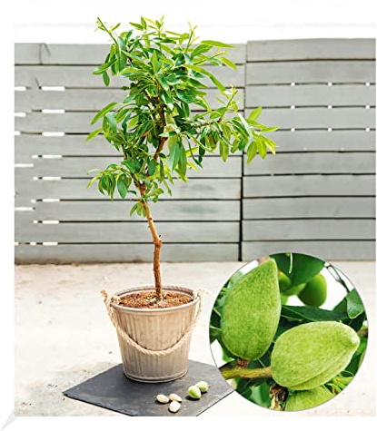 BALDUR Garten Süß-Mandel Nut Me® Almond, 1 Pflanze, Mandelbaum, winterhart, mehrjährig, blühend, Prunus dulcis, selbstfruchtend, essbare Früchte, Obst-Rarität