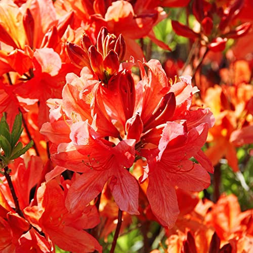 Azalea 'Dwarf Orange' Rhododendron Compact Spring Flowering Evergreen Hardy Shrub Orange Blooms Easy to Grow Your Own Garden Flowers 1x 9cm Potted Plant by Thompson &Morgan