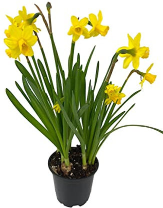 Narciso Amarillo Flor para Terraza y Jardín Narcissus Bulbo
