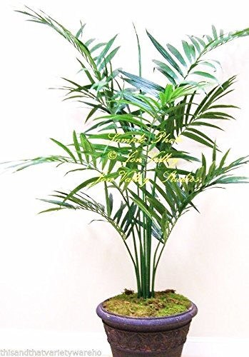 Howea forsteriana Semi Kentia Palm Pianta o Standard Eleganti Fronde Rare!