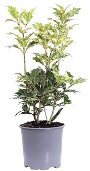 eGarden.store - Pianta vera di Osmanthus Heterophyllus Goshiki, Ornamentale da Esterno in Vaso, Foglie Variegate Verde e Crema, Arbusto Sempreverde Decorativo