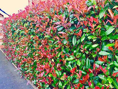 25 Red Robin Hedging Evergreen Photinia Plants Fast Growing Shrubs 25-30cm Potted by Sunnyside Nurseries