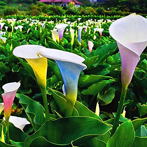 Calla Lily Bulbi abire l'ambiente famosi fiori del mondo splendida strano-3 lampadine, miscelazione di colori
