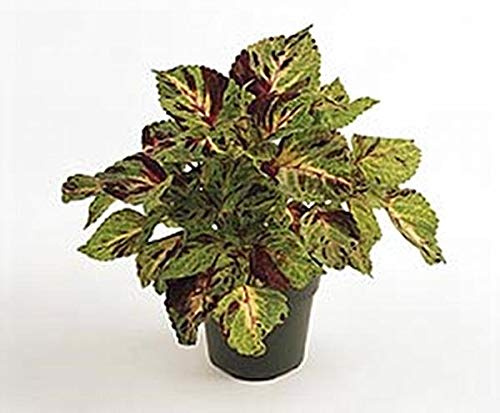 Coleus Wizard Series Mosaic Annual Seeds