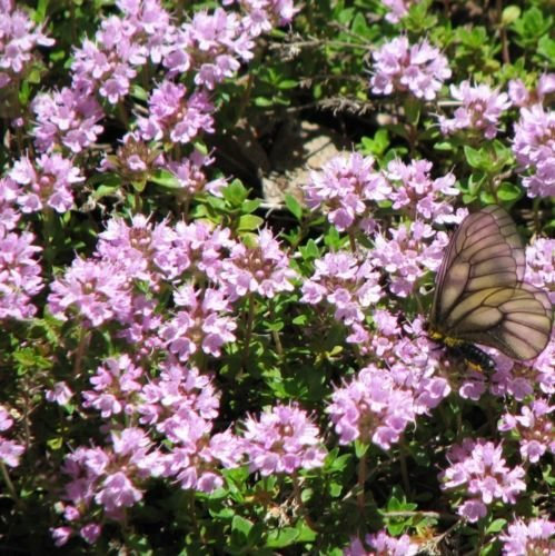 Timo serpillo 30 semi