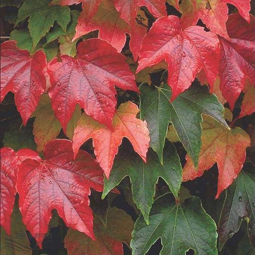 Pianta di Vite Americana Parthenocissus Tricuspidata Veitch Boskoop h cm 65 su vaso alto quadro da cm 11
