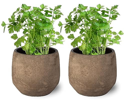 SMPLY. Pack de 2 Plantas Naturales de Perejil - Hierba Natural Aromática de Interior y Exterior Fácil de Cuidar - Huerto Urbano y Jardín - Altura 20 cm - Maceta 10 cm (Maceta Ceramica NO incluida)