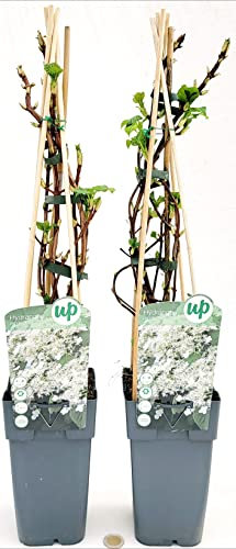 POWERS TO FLOWERS - HIDRAGEA PETIOLARIS, ORTENSIA RAMPICANTE, 2 PIANTE, piante vere