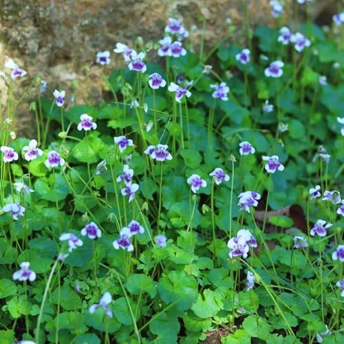 Duftveilchen Samen， blumen garten，pflanzen winterhart draußen deko garten，Sehr Bienen und Insektenfreundlich pflanzentopf，schnell wachsender blumensamen mehrjährig 100pcs