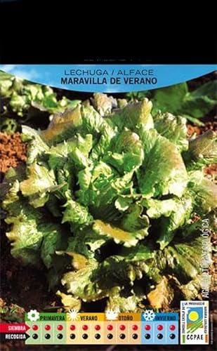 Semillas Lechuga Maravilla - Semillas Verano y Primavera - Para Cultivar Plantas de Huerto en Casa