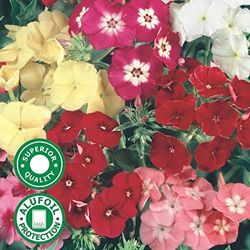 Phlox Hook Phlox Drummondii 50 semi semi annuali: solo semi