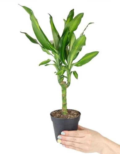 Árbol de la Suerte Natural: Dracaena Fragans la Planta que Atraerá la Buena Fortuna a tu Vida