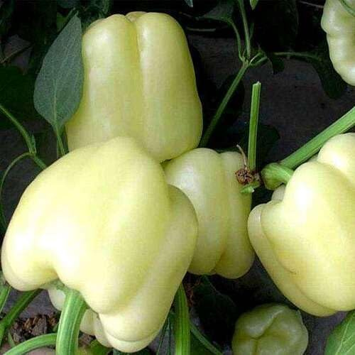 100 semi di peperone bianco
