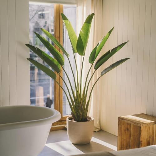 BLAINE | Strelitzia 230cm | Dekorativa konstväxter | Stor konstväxt | Konstväxter för inom- och utomhusbruk | Realistisk dekorativ konstväxt för hemmet
