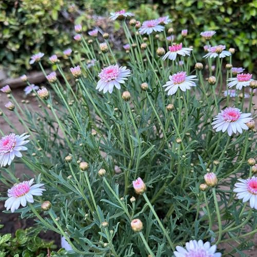 margeriten pflanze samen - blumenwiese topfpflanzen echt margeritensamen schnittblumen exotische pflanzen blumen balkon bonsai samen wildblumen samen ausgefallene geschenke saatgut 150pcs