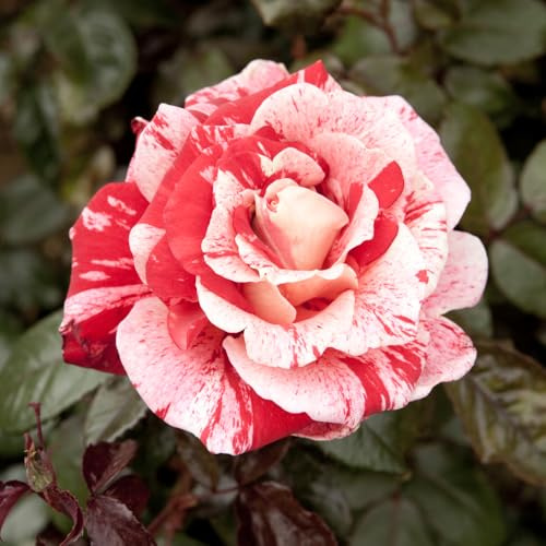 YouGarden Rose 'Raspberry Ripple' Papageno, Set of Two Bare Roots Roses, Ready to Plant in Garden, for Pots, Beds, or Borders