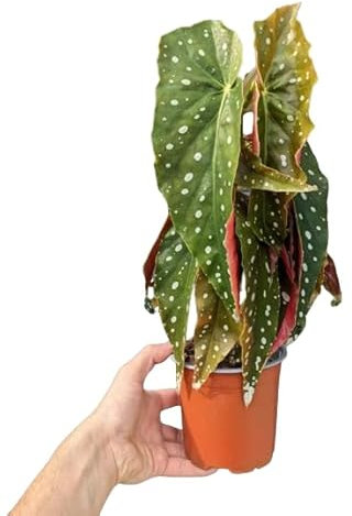Begonia Maculata Planta Natural Resistente y Tropical