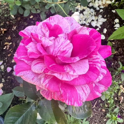 Rosas enanas raras, resistentes y tolerantes a la sequía/Un espectáculo floral impresionante, rosas de jardín prácticas y hermosas-1 PCS-D