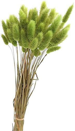 Yeehliny Pflanzenstiele, ländlicher Stil, Hasenschwanz Trockenblumen Deko ewig haltbar Pampasgras & getrocknete Blumen Pampasgras Trockenblumenstrauß Vase Deko,50 Stück (Grün)