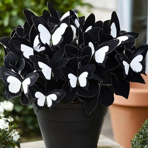 Cold-Resistant hosta bulbo,fácil de cultivar,Home Decoration-Beautiful Gift Garden-Bloom Year After Year-(Non-Artificial).-4Hosta-G