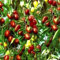 100 Stücke Süße Jujube Samen Rote Dattel Obst Pflanze Baum Garten Hinterhof Bauernhof Dekor Blume Obstbaum Gemüsesamen Jujube-Samen