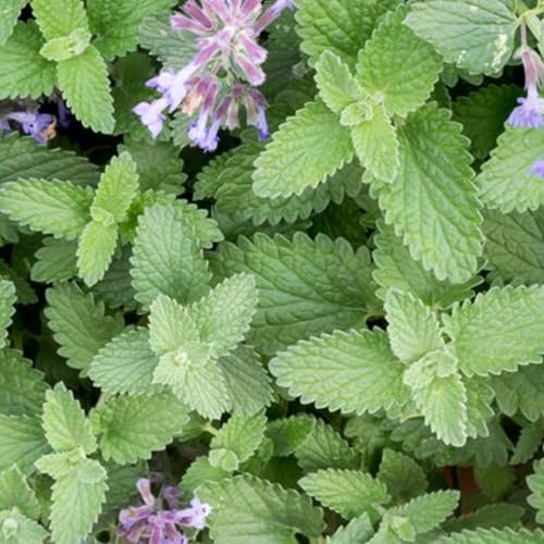 Catnip Seeds - 400 Fresh Catnep Cat Mint Herb Seeds – Plant and Grow Your Own Herbs in Greenhouse, Garden, Polytunnel, Growbags, Pots or Containers by Meldon Seeds UK