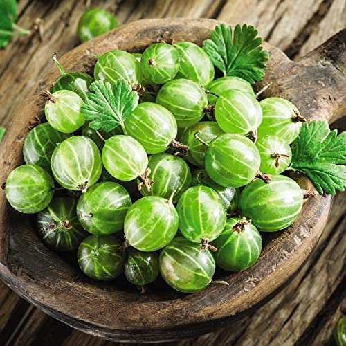 Gooseberry ‘Invicta’ Grow Your Own Outdoor Garden Shrubs Hardy Ready to Plant Shrub Heavy Cropping RHS Award of Garden Merit Berry, Supplied as 1x Bare Root Plant by Thompson & Morgan (1)