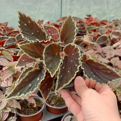 semillas de begonia semillas de Begonia trucha resistentes jardines rocas decorativas oficina raras balcón decoración lugares soleados 750pcs