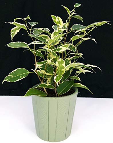 POWERS TO FLOWERS - FICUS BENJAMIN VARIEGATO VASO 11, IN VASO CERAMICA VERDE, pianta vera