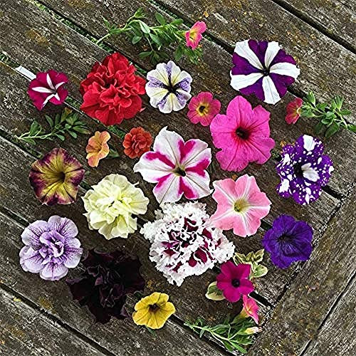 100 Pezzi Mix Petunia Semi Semi Di Erbe Perenni All'aperto Tutto L'anno Piantare Fiori Popolari Alto Valore Ornamentale Decorare Il Cortile Del Giardino
