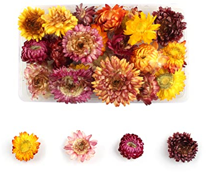 Tomedeks Natural Dried Flowers Dried Embossed DIY Preserved Flowers Resin Jewelry Nails Crafts Scrapbooking Floral Decor (D)