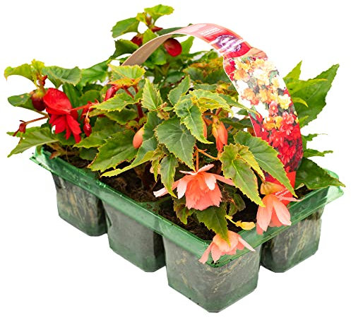 Begonia Trailing Mixed | Colourful Summer Flowering Plants | Hardy Garden Ready Hanging Basket Plant Collection (6 Pack)