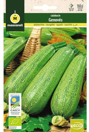 Mascarell Semillas, CALABACIN VERDE CLARO GENOVES, Semillas Ecológicas, 5 Gramos