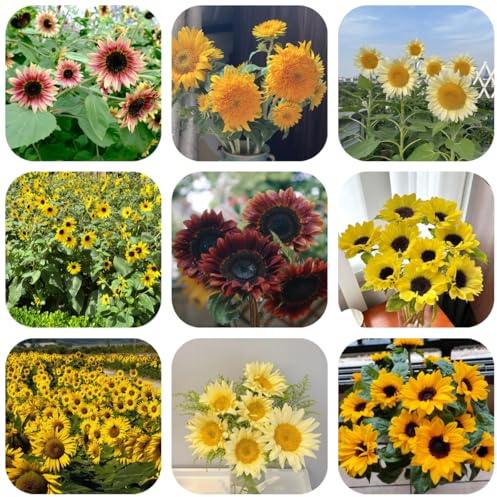 semillas de girasol perennes resistentes - jardín exóticas 120pcs