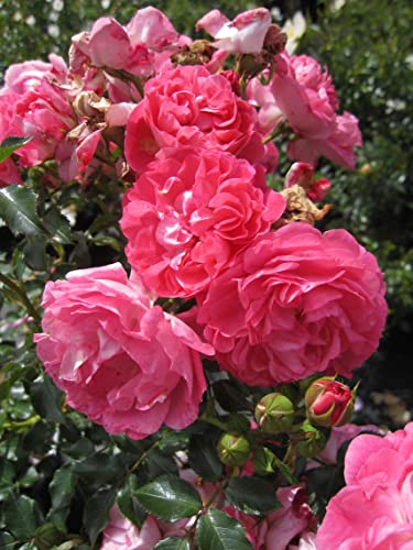 Zwergrose Charmant ® - Rosa Charmant ® - Kordes Rose - ADR Rose - Lillyputs®