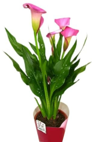 Planta natural Calla Variada, Lirio, 30 cm. Amarillo, Blanco o Rosa. Cala, Zantedeschia aethiopica. Planta elegante con flores grandes y coloridas, ideal para jardines. Segura Garden.