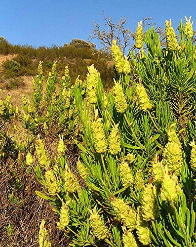 Shopvise Lavanda Amarillo | Lavandula Viridis | Difícil de encontrar | 20 semillas