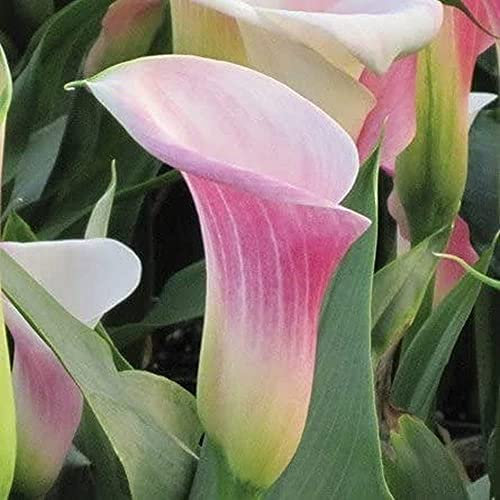 Perenne Elegante Fioritura Varietà Con Forte Aroma Scelta Migliore Decorazione Del Giardino Piantare 6PCS Calla Lily Bulbi