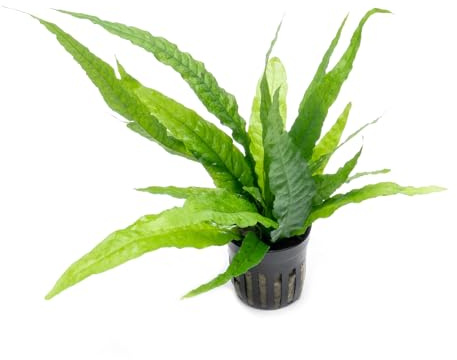 SubstrateSource Java Fern Live Aquarium Plants - Potted Freshwater Plant for Fish Tanks - Beginner Friendly, Low Light (Java Fern, 1 Pot)