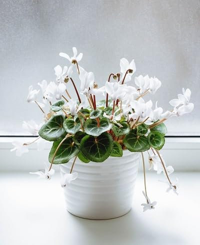 100 graines de fleurs de cyclamen