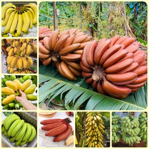 semi di banane, banane, rustiche per balconi di banana fresca, antiche varietà colonnare resistente 50pcs