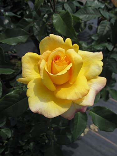 Rosa Sunny Sky® - Edelrose Sunny Sky®