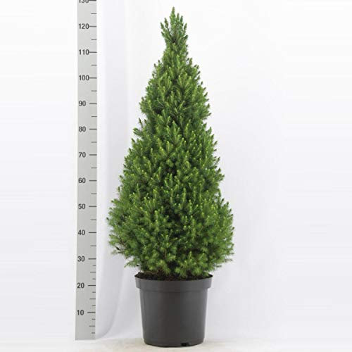 Picea glauca 'Conica' Zuckerhutfichte 90-100 cm – kompakte, winterharte Zwergfichte ideal als Kübelpflanze, Sichtschutz oder dekorativer Solitärbaum für Garten, Balkon & Terrasse