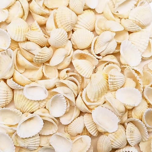 150 Pcs Small Tiny Sea Shells, 0.98-1.37in/2.5-3.5cm, Natural Seashell, White Clam, Seashells for Crafting, Crafts DIY Painting Beaching Wedding Decoration, Beach Natural Shells Bulk, Vase Filler