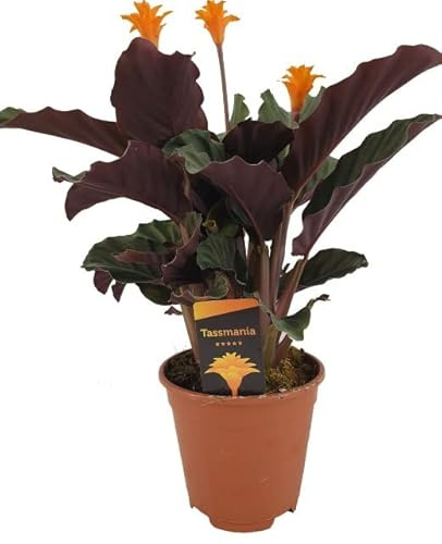 Calathea Crocata Natural - Flores Naranja - Planta de Interior