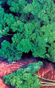 Parsley Forest Green Petroselinum crispum 10,000 Seeds