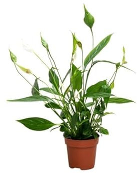 Spathiphyllum Sweet Chico DECOALIVE Planta de Interior Natural para Decorar el Hogar Lirio de la Paz o Espatifilo