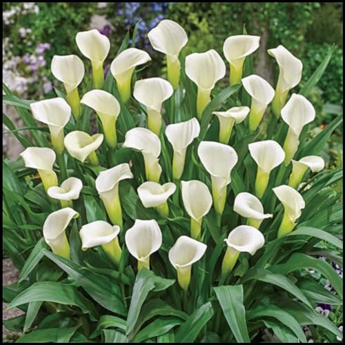 Calla Lily Bulbs,Calla Lily Plants Live(Ornamental Flowers,Hardy Perennial,Garden Flowers,Wedding Flowers,Plant Bulbs)-2bulbs-d